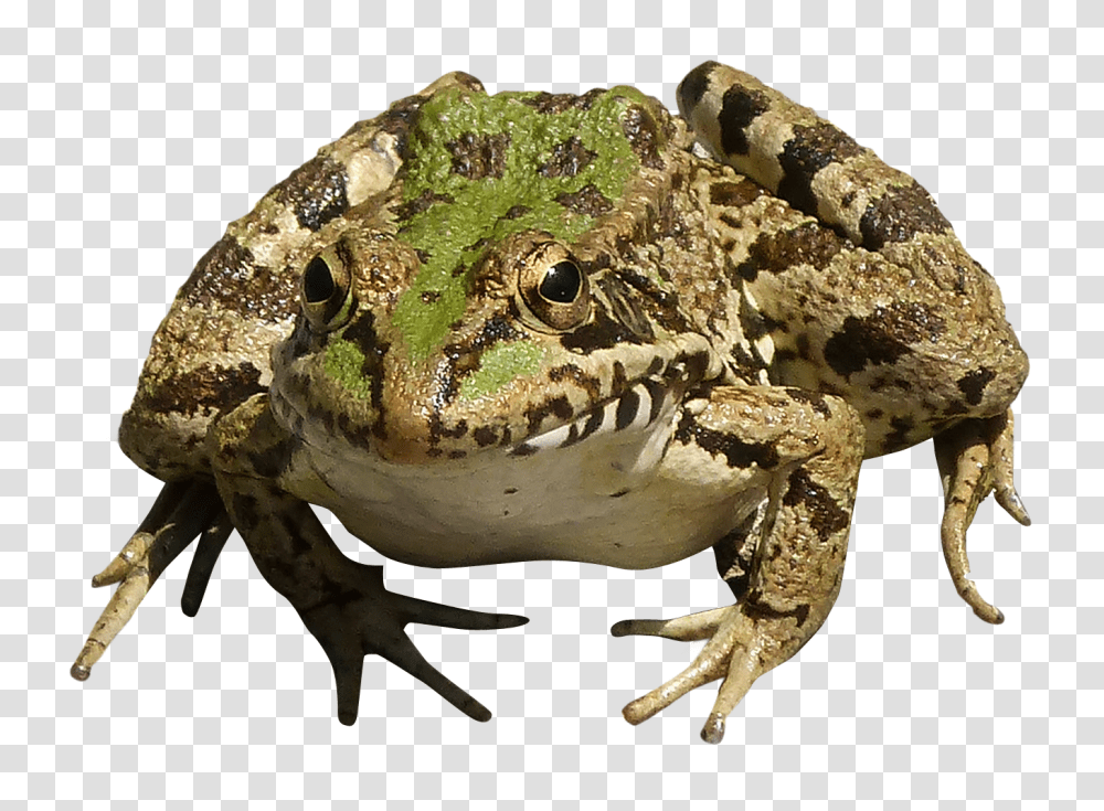 Images, Frog Image, Animals, Amphibian, Wildlife, Toad Transparent Png