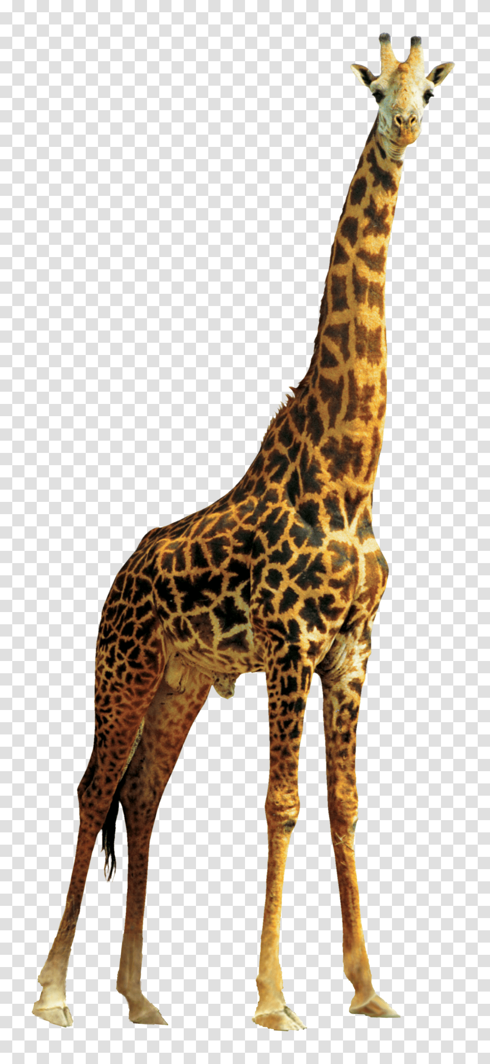 Images, Giraffe Image, Animals, Wildlife, Mammal, Panther Transparent Png