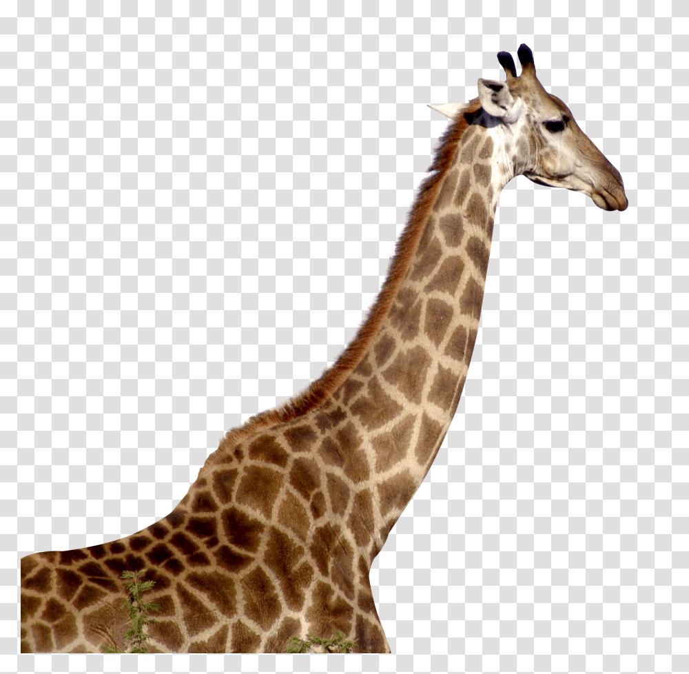 Images, Giraffe Image, Animals, Wildlife, Mammal Transparent Png