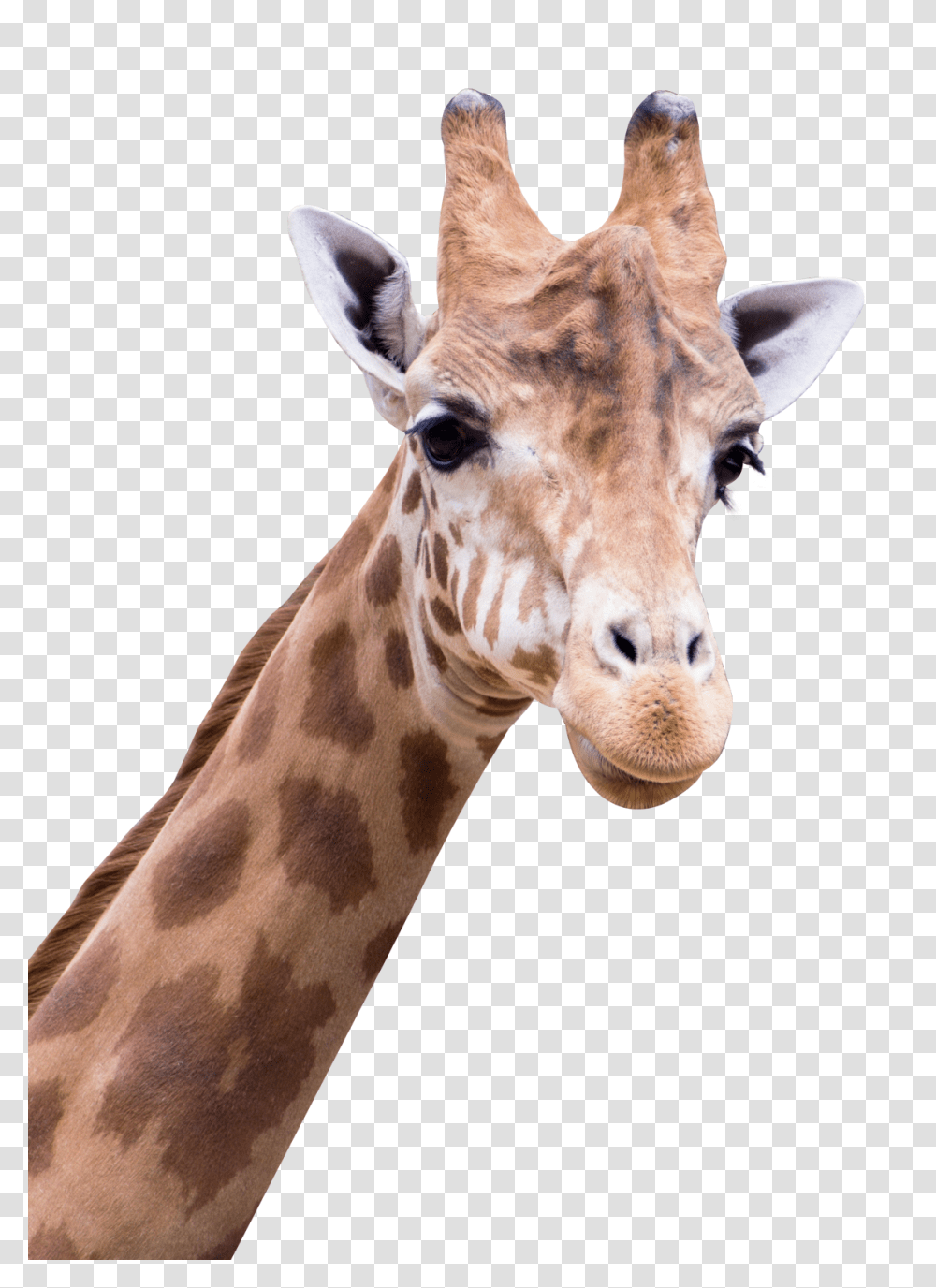 Images, Giraffe Image, Animals, Wildlife, Mammal Transparent Png