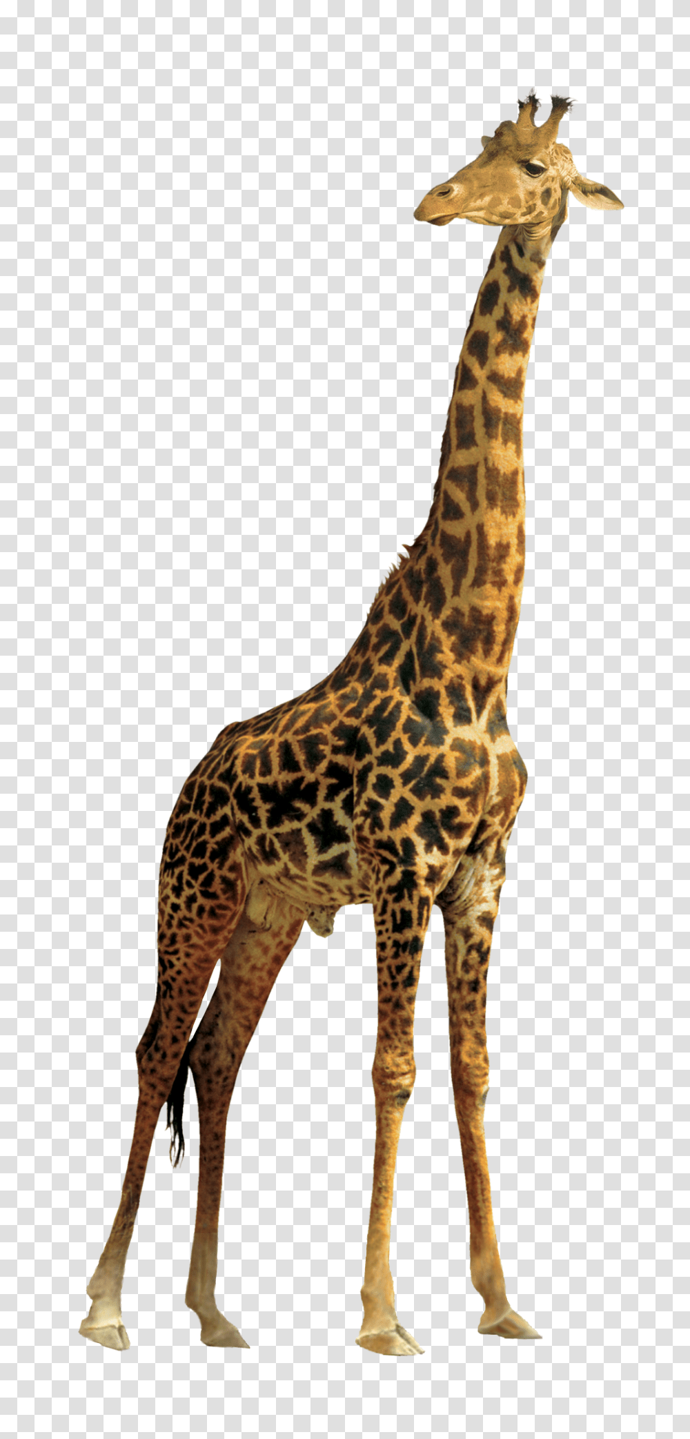 Images, Giraffe Image, Animals, Wildlife, Mammal Transparent Png