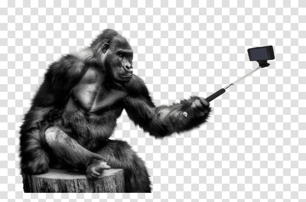 Images, Gorilla Selfie Image, Animals, Ape, Wildlife, Mammal Transparent Png