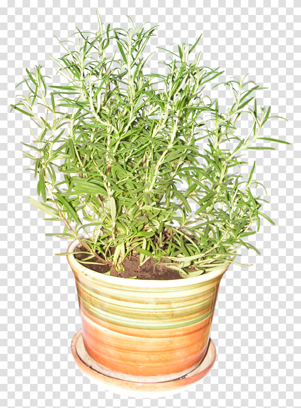Images Herbs Rosemary Plant, Potted Plant, Vase, Jar, Pottery Transparent Png