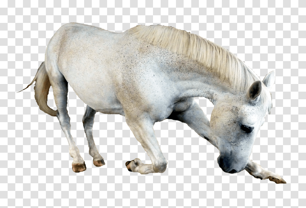 Images, Horse Image, Animals, Mammal, Colt Horse, Foal Transparent Png
