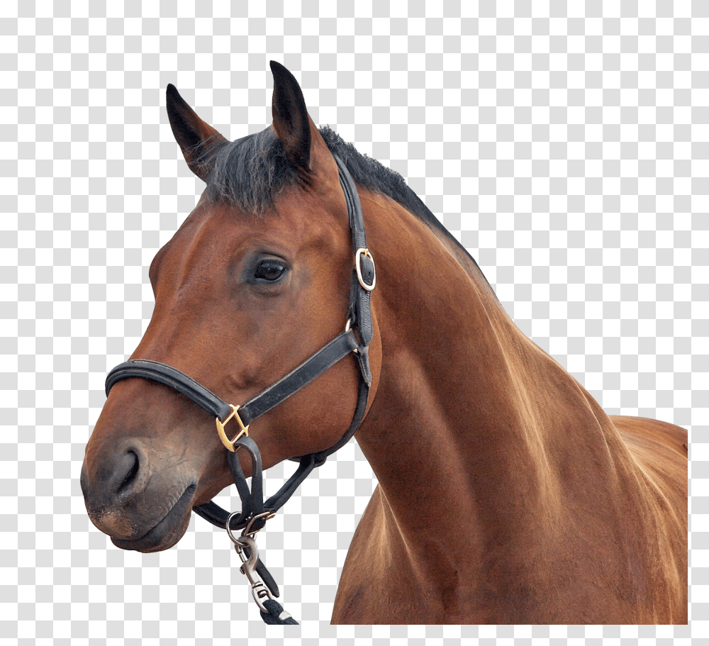 Images, Horse Image, Animals, Mammal, Colt Horse, Stallion Transparent Png