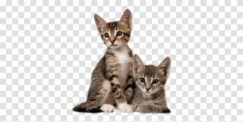 Images Icons And Clip Arts Cat And His Baby, Kitten, Pet, Mammal, Animal Transparent Png