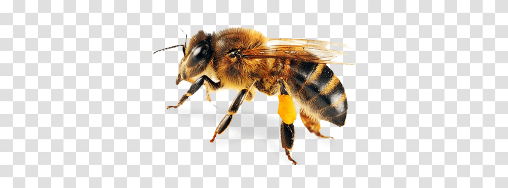 Images Icons And Clip Arts Honey Bee, Insect, Invertebrate, Animal, Apidae Transparent Png