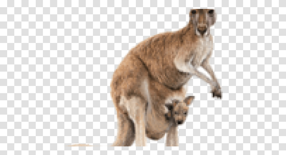 Images Image Structural Features Of A Kangaroo, Mammal, Animal, Wallaby Transparent Png