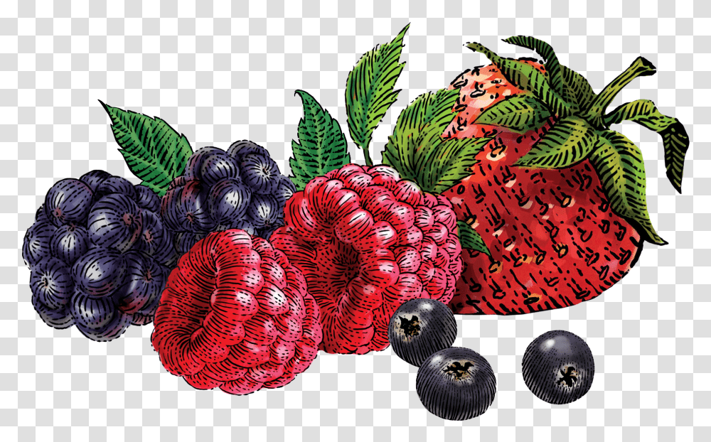 Images In Collection, Plant, Fruit, Food, Raspberry Transparent Png