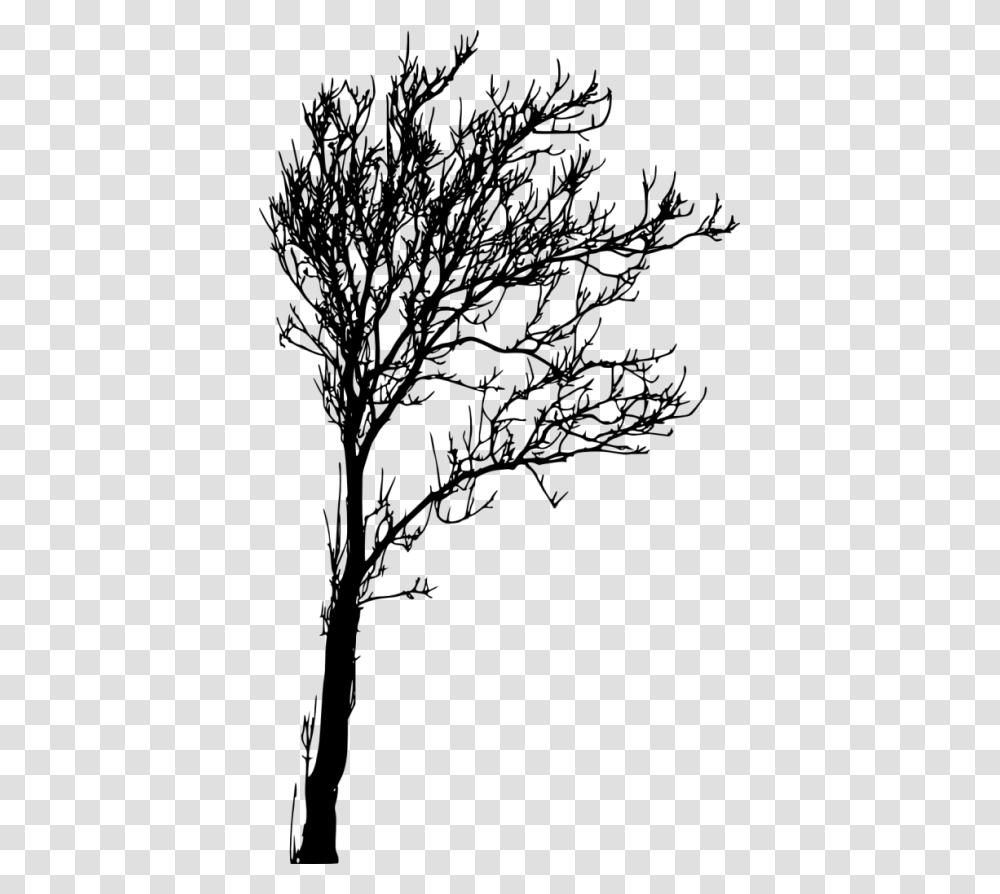 Images In Collection, Silhouette, Tree, Plant, Tree Trunk Transparent Png