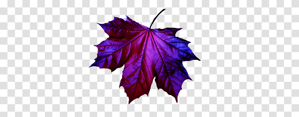 Images Leaves Dennyflacks Weblog, Leaf, Plant, Tree, Maple Transparent Png