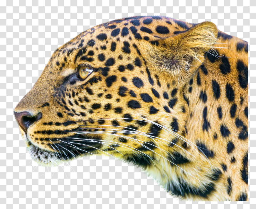 Images, Leopard Image, Animals, Panther, Wildlife, Mammal Transparent Png