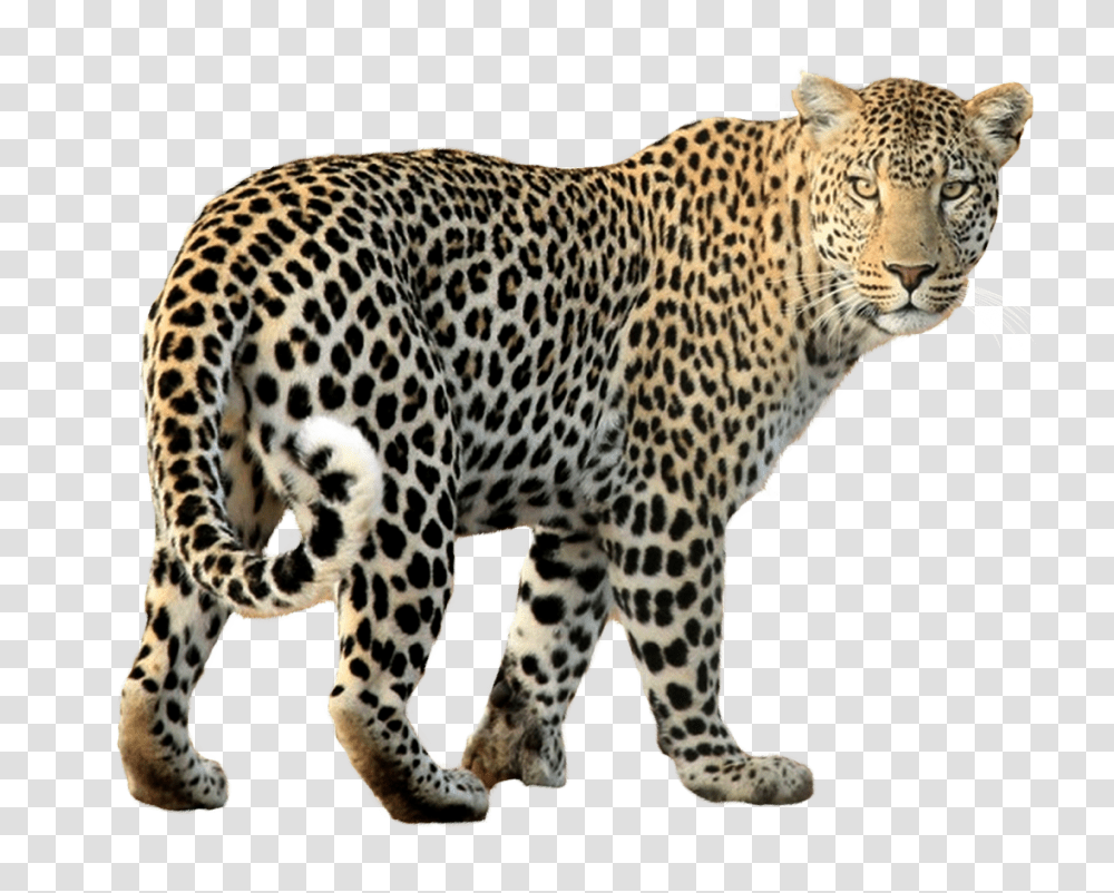 Images, Leopard Image, Animals, Panther, Wildlife, Mammal Transparent Png