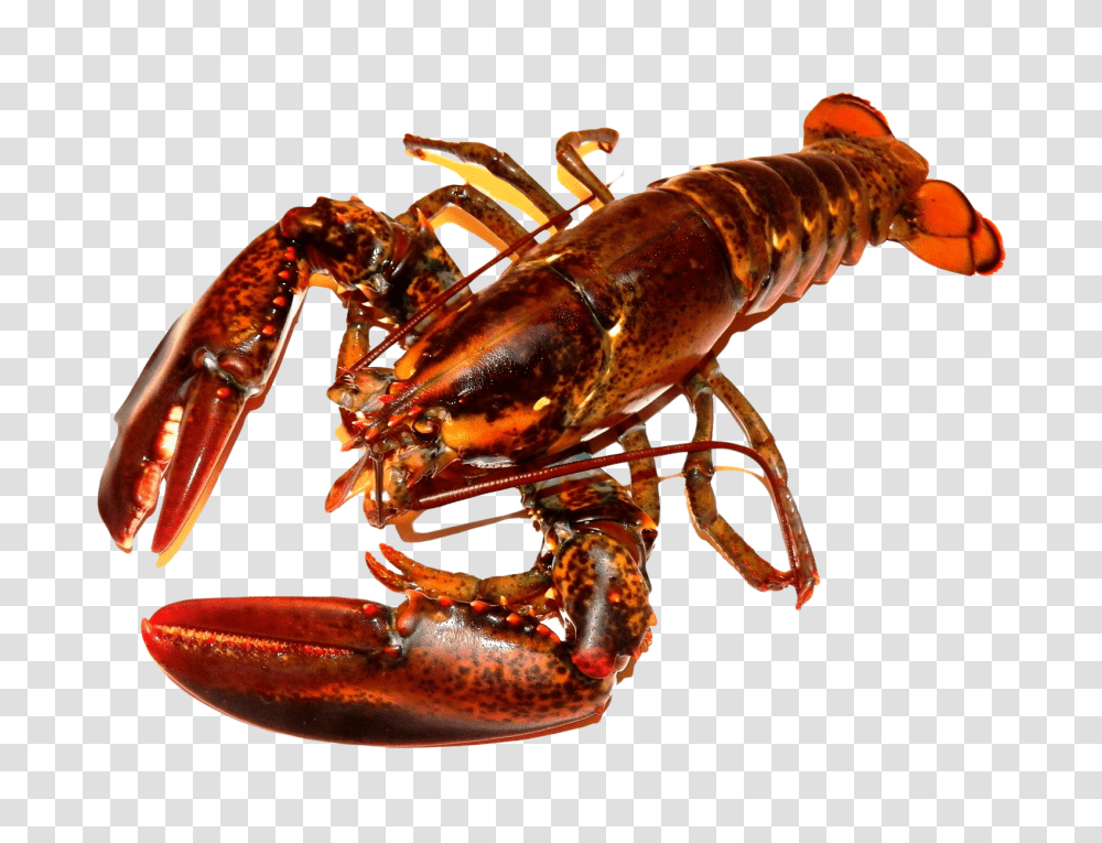 Images, Lobster Image, Animals, Seafood, Sea Life, Crawdad Transparent Png