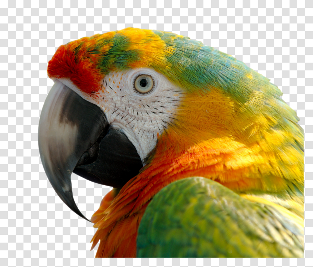 Images, Macaw Image, Animals, Bird, Parrot, Beak Transparent Png