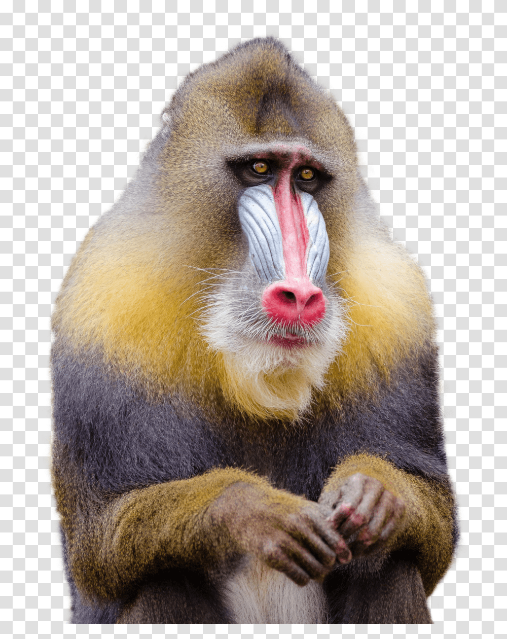 Images, Mandrill Monkey Image, Animals, Wildlife, Mammal, Baboon Transparent Png