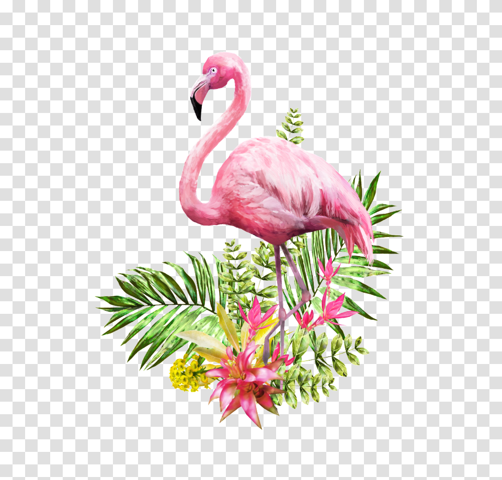 Images Mockups Vectors, Bird, Animal, Flamingo, Chicken Transparent Png