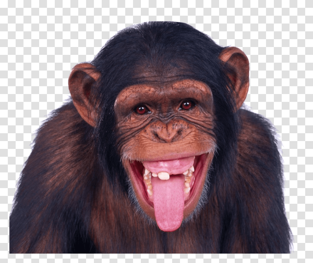 Images, Monkey Image, Animals, Ape, Wildlife, Mammal Transparent Png