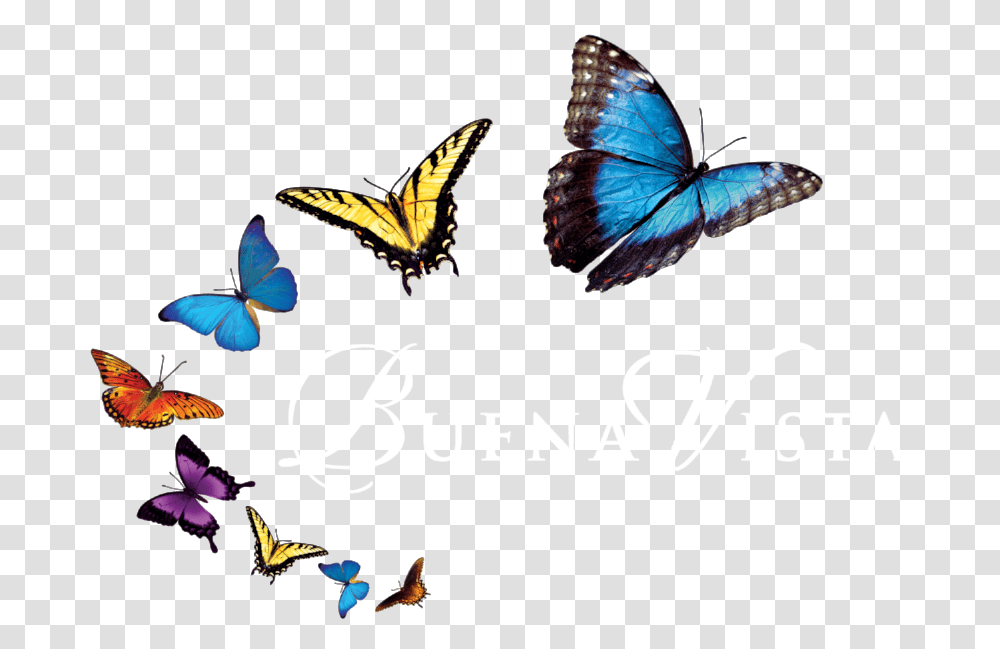 Images Of Butterfly Mariposas, Insect, Invertebrate, Animal, Monarch Transparent Png