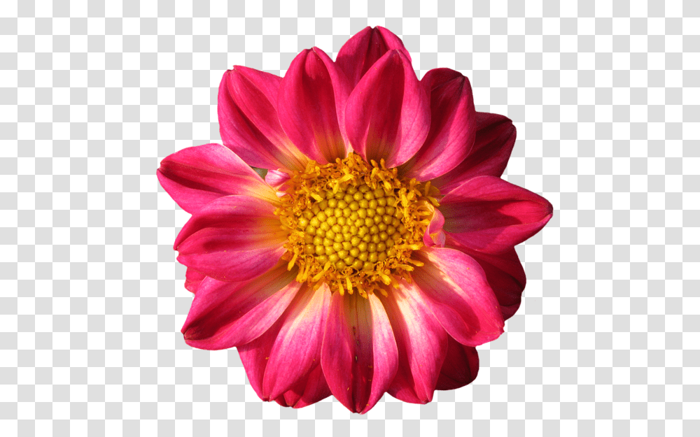 Images Of Dahlia Flowers, Plant, Blossom, Pollen, Daisy Transparent Png