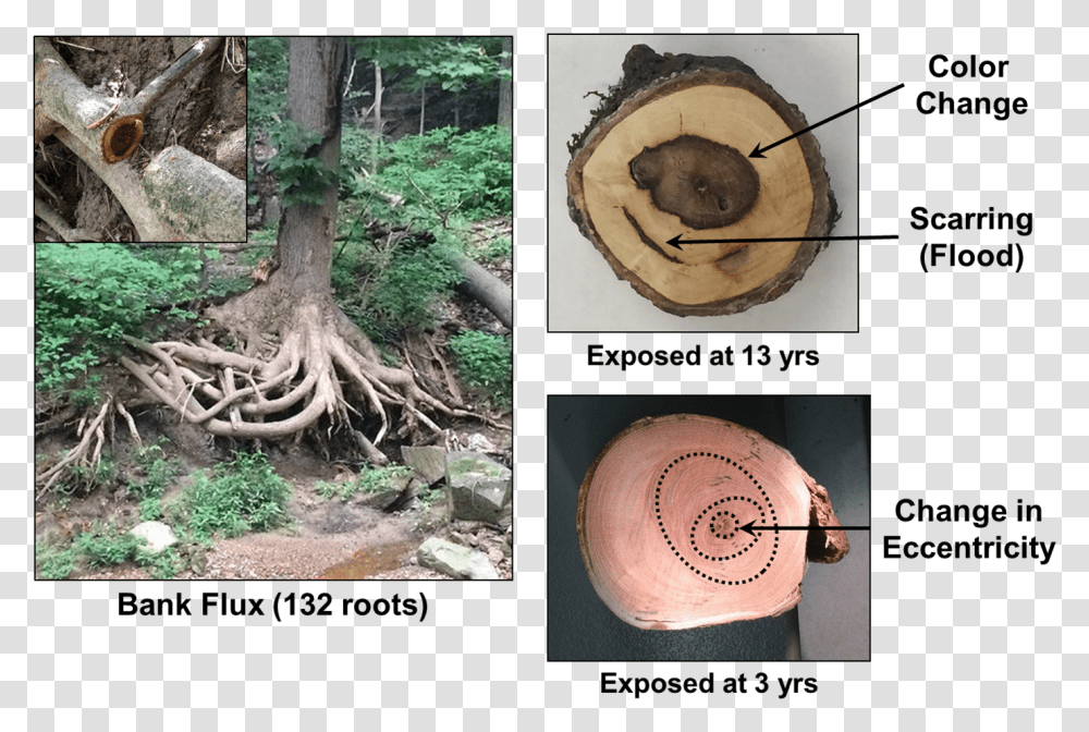 Images Of Exposed Tree Root Ball And Tree Ring Cross Tree Root Cross Section, Collage, Poster, Advertisement, Plant Transparent Png