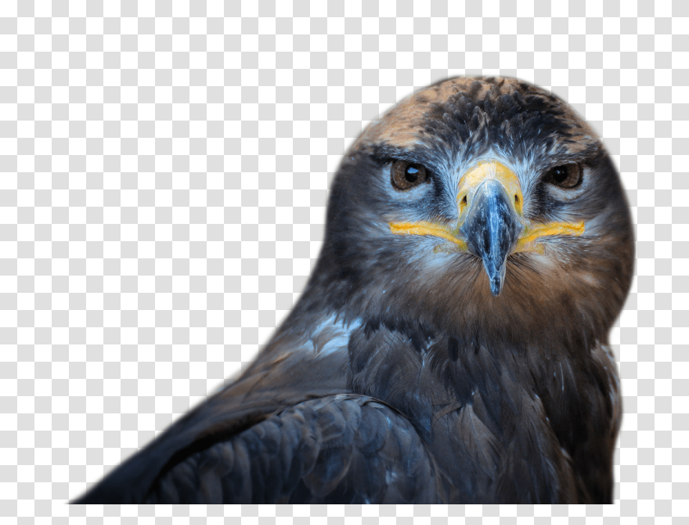 Images, Owl Bird Image, Animals, Buzzard, Hawk, Eagle Transparent Png