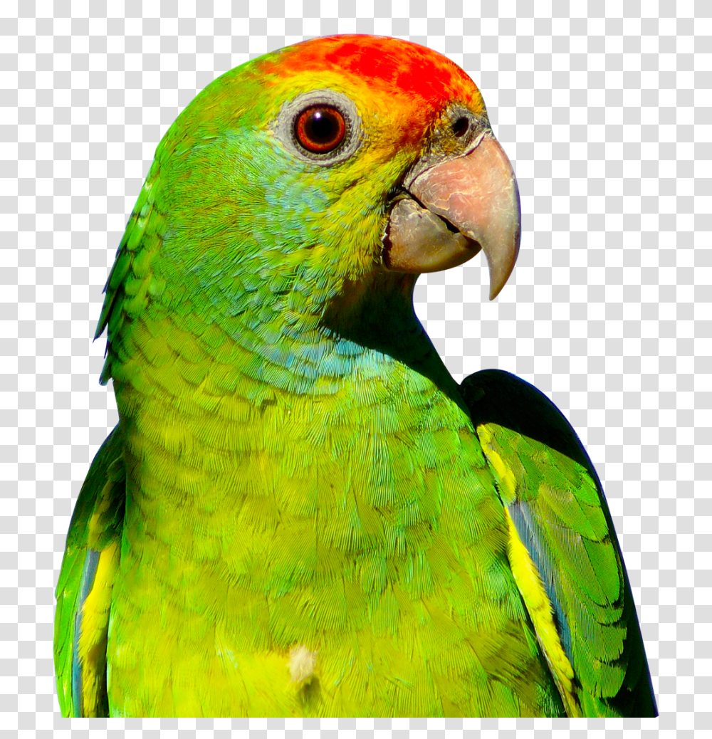 Images, Parrot Image, Animals, Bird, Macaw, Beak Transparent Png
