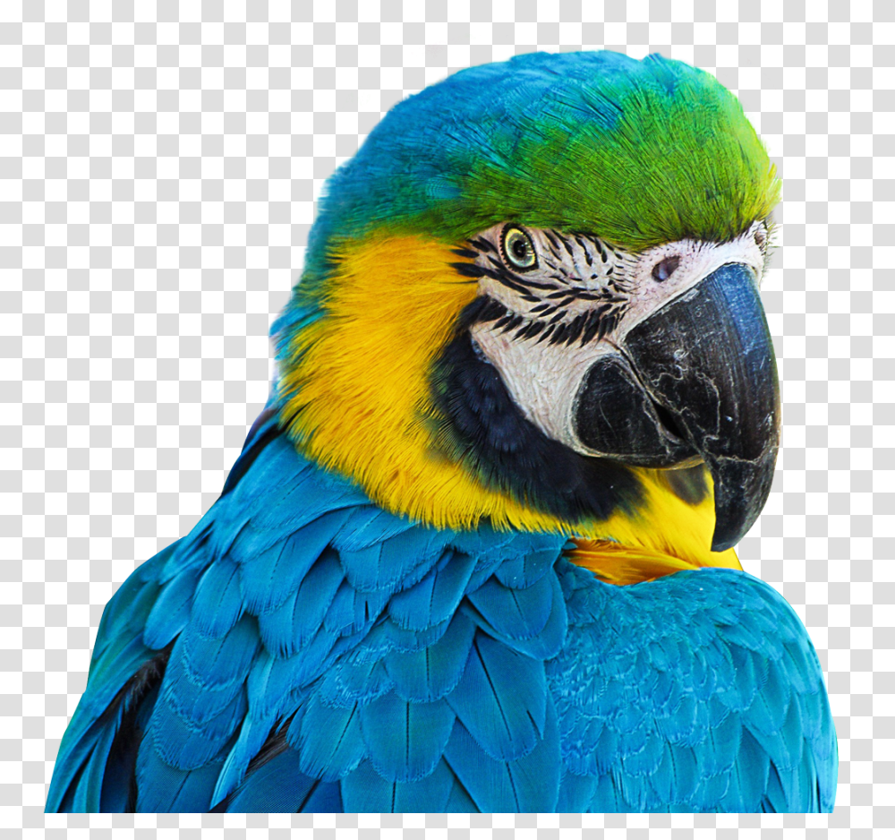 Images, Parrot Image, Animals, Macaw, Bird, Beak Transparent Png