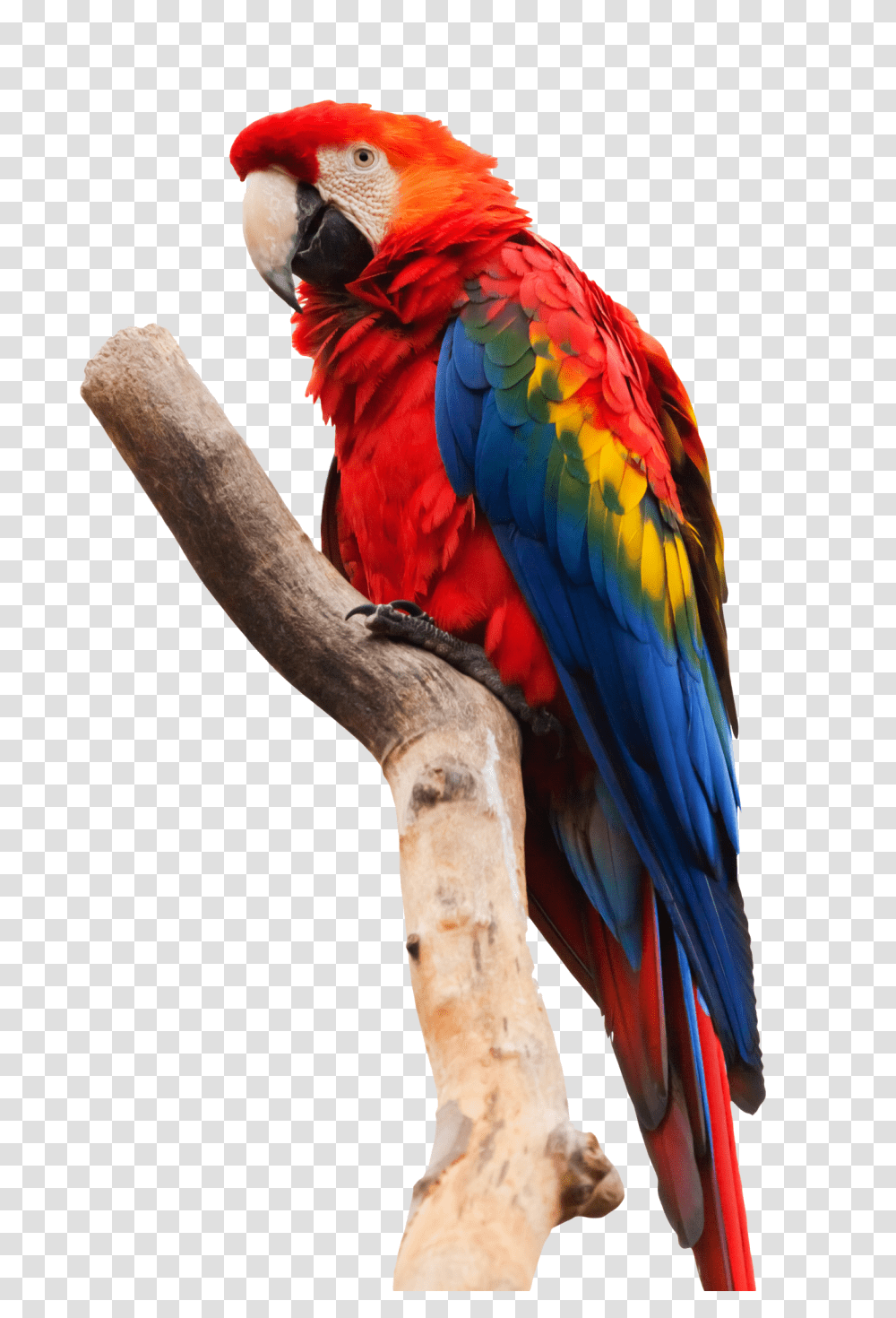 Images, Parrot Macaw Image, Animals, Bird Transparent Png