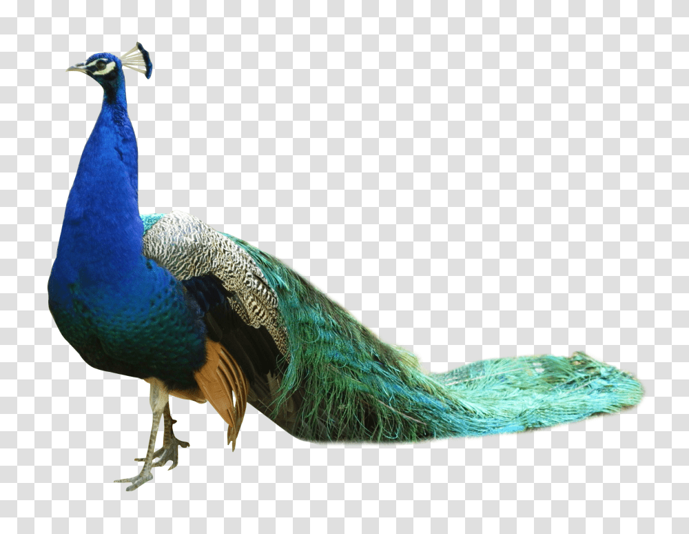Images, Peacock Image, Animals, Bird, Beak Transparent Png