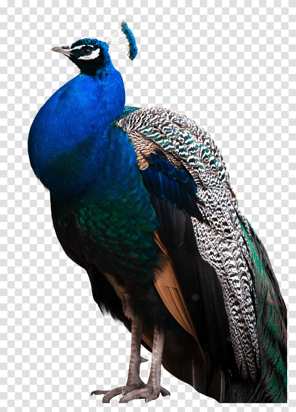 Images, Peacock Image, Animals, Bird Transparent Png