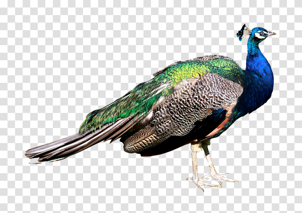 Images, Peacock Image, Animals, Bird Transparent Png