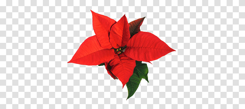 Images Pictures Poinsettia, Leaf, Plant, Art, Graphics Transparent Png