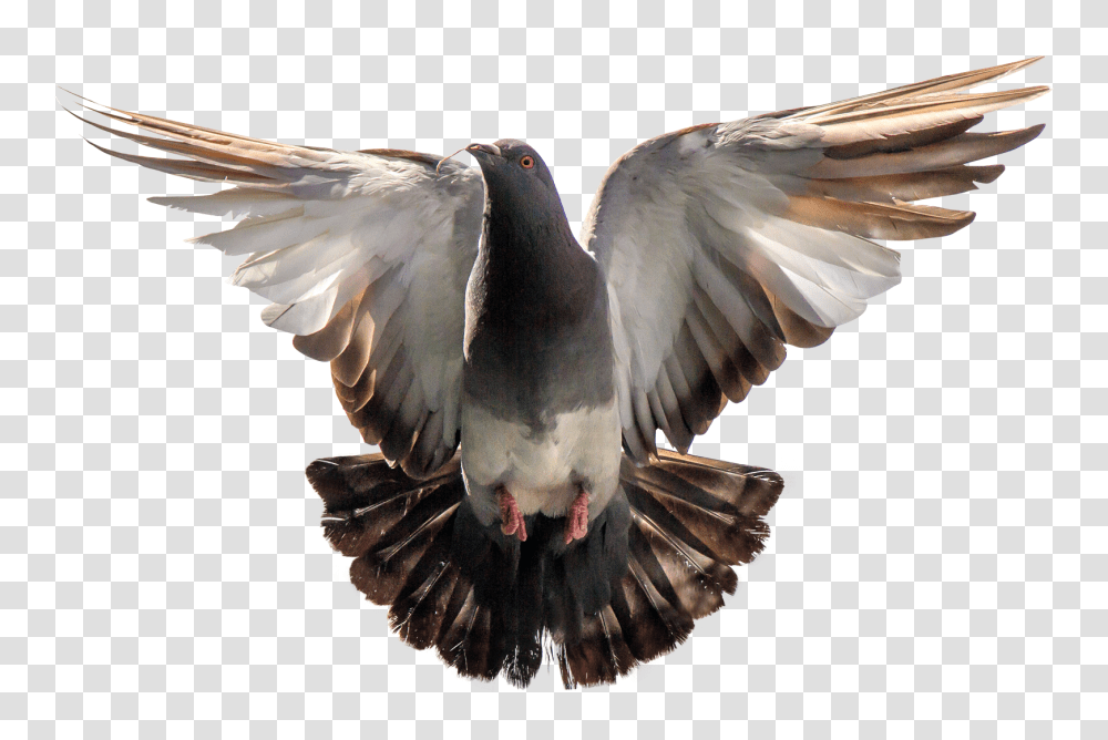 Images, Pigeon Image, Animals, Bird, Dove Transparent Png