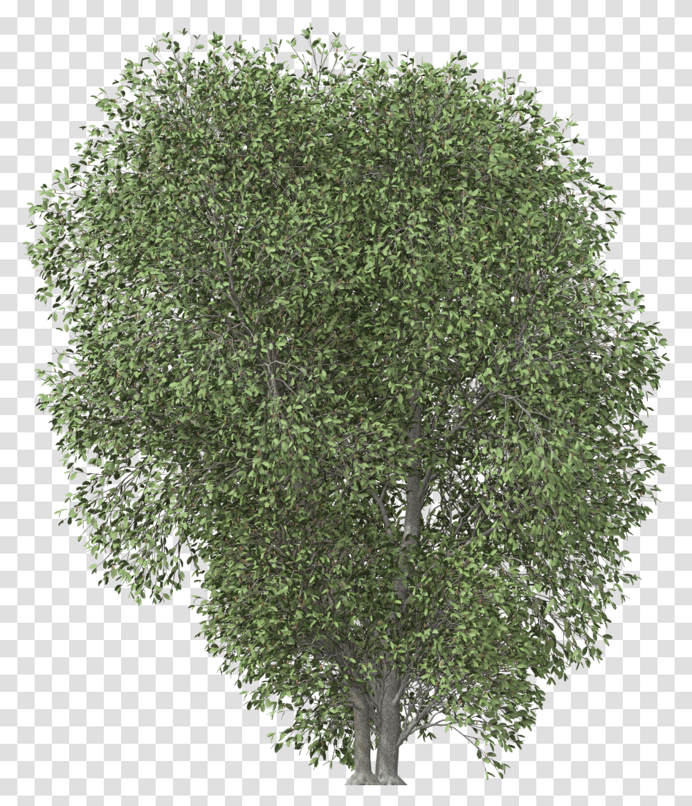 Images Plane, Bush, Vegetation, Plant, Tree Transparent Png