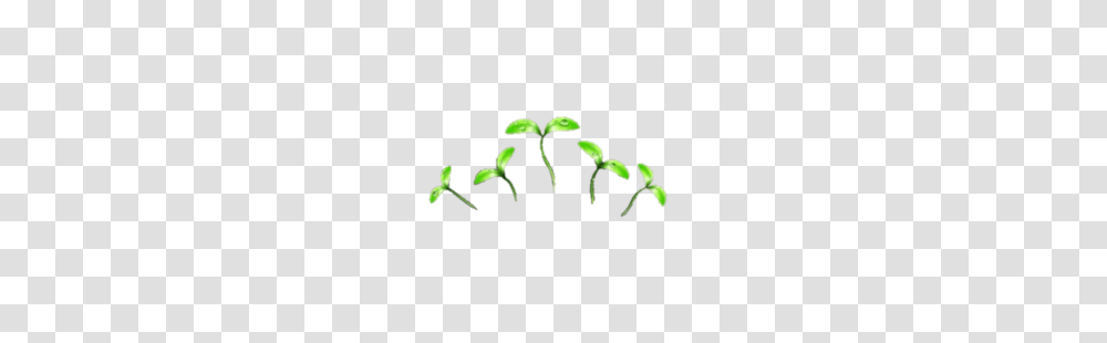 Images, Plant, Sprout, Produce, Food Transparent Png