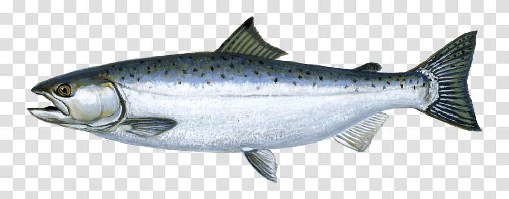 Images Pluspng Coho Salmon Ocean Phase, Fish, Animal, Trout, Sea Life Transparent Png