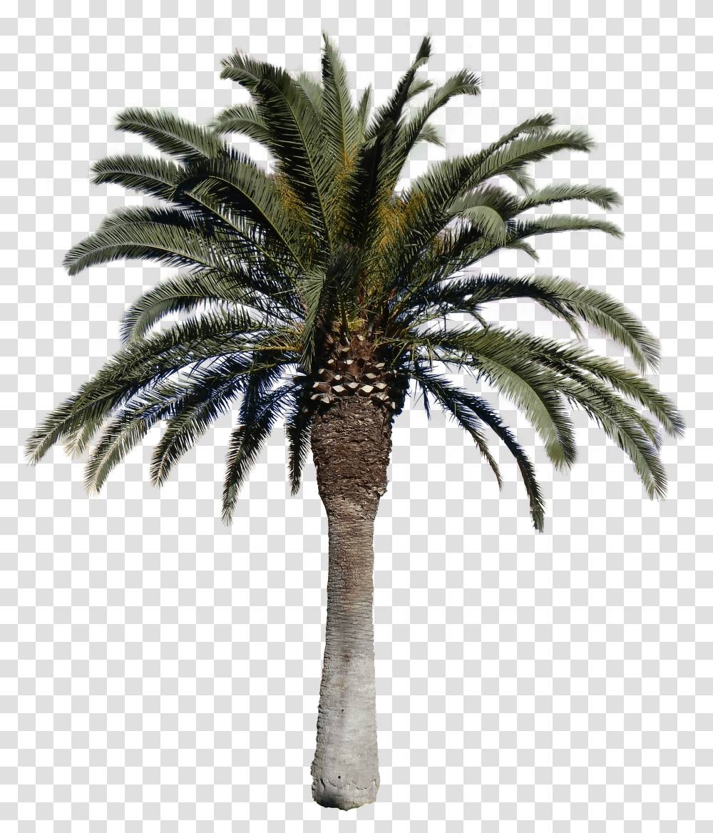 Images Pluspng Download Date Palm Tree Transparent Png