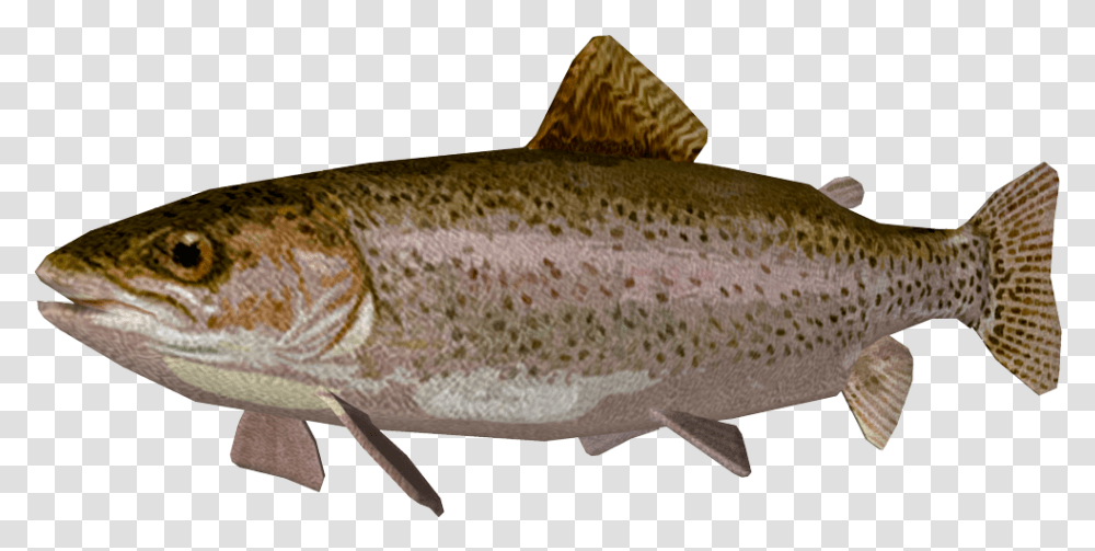Images Pluspng Rainbow Trout, Fish, Animal, Cod, Coho Transparent Png