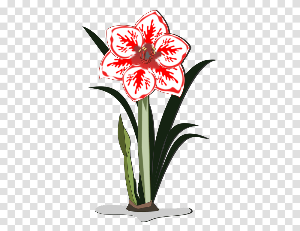 Images Pngs Icons Clipart Icon Amaryllis Flower Vector, Plant, Blossom, Amaryllidaceae, Lily Transparent Png