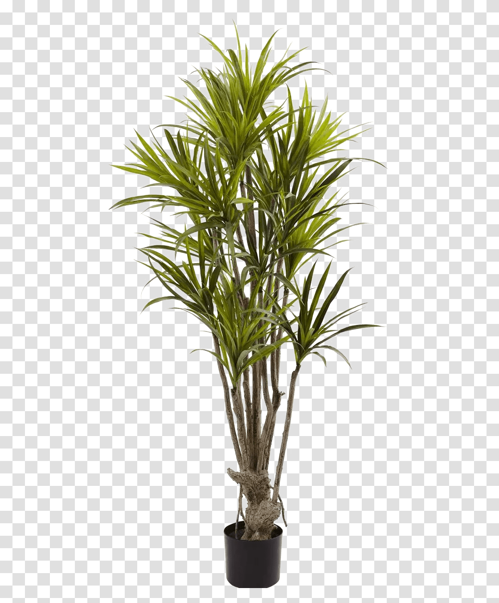 Images Pngs Plant Plants Dracaena Tree, Palm Tree, Arecaceae, Pineapple, Fruit Transparent Png