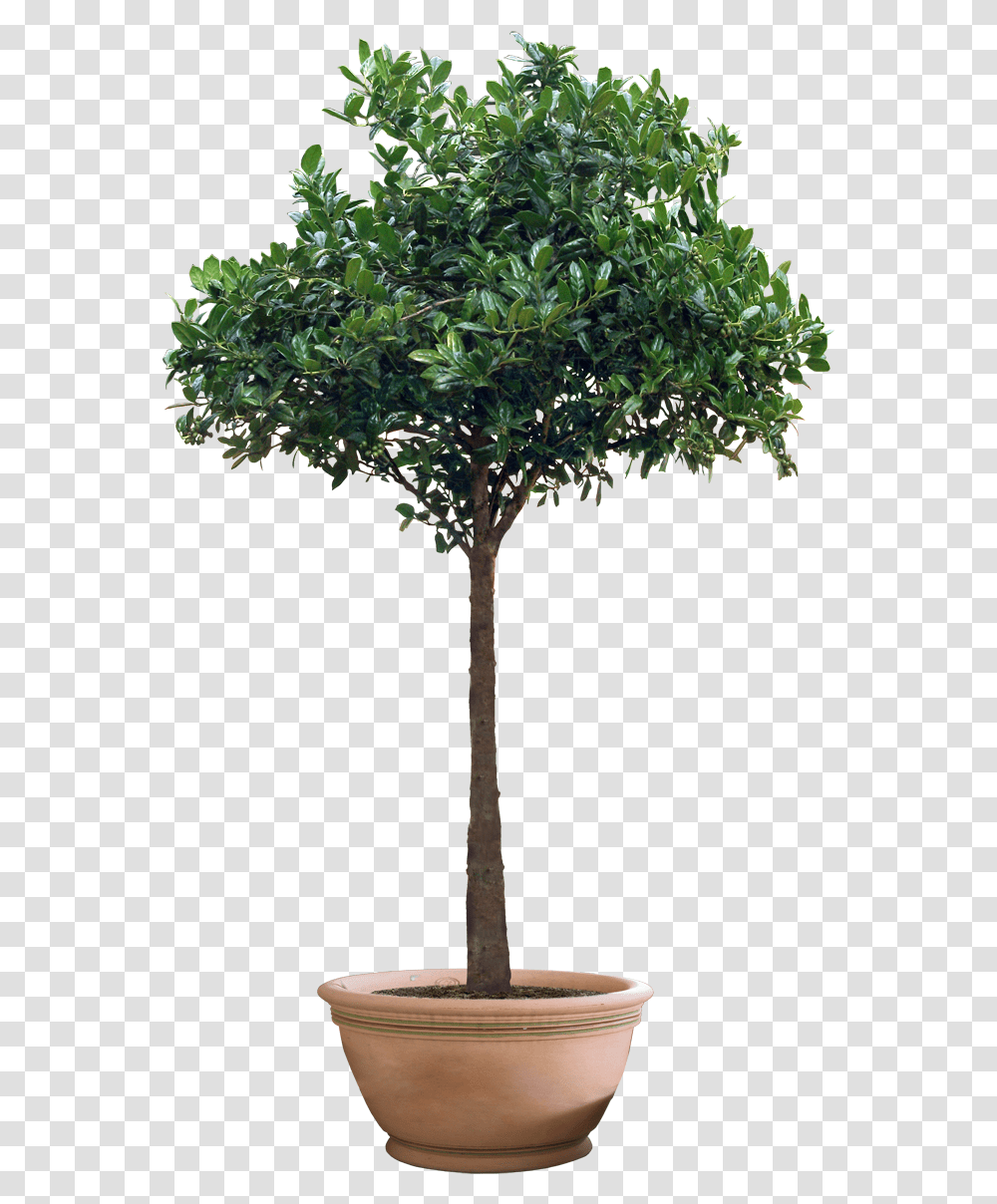 Images Pngs Plant Plants Potted Tree, Palm Tree, Arecaceae, Tree Trunk, Leaf Transparent Png