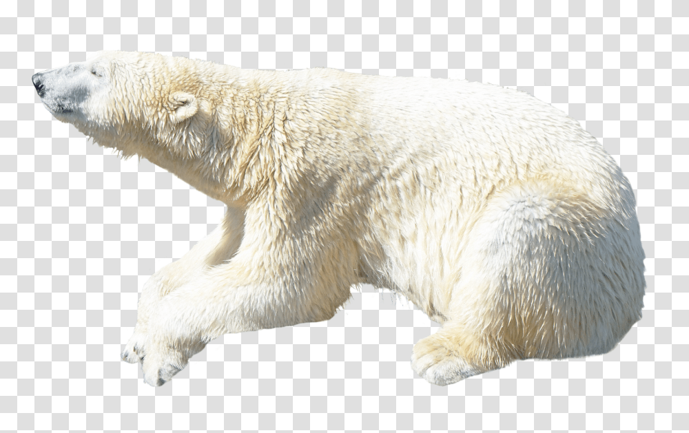 Images, Polar Bear Image, Animals, Wildlife, Mammal, Dog Transparent Png