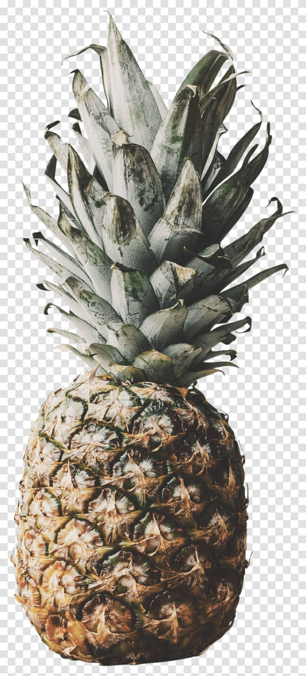 Images Premium Collection Pineapple Transparent Png