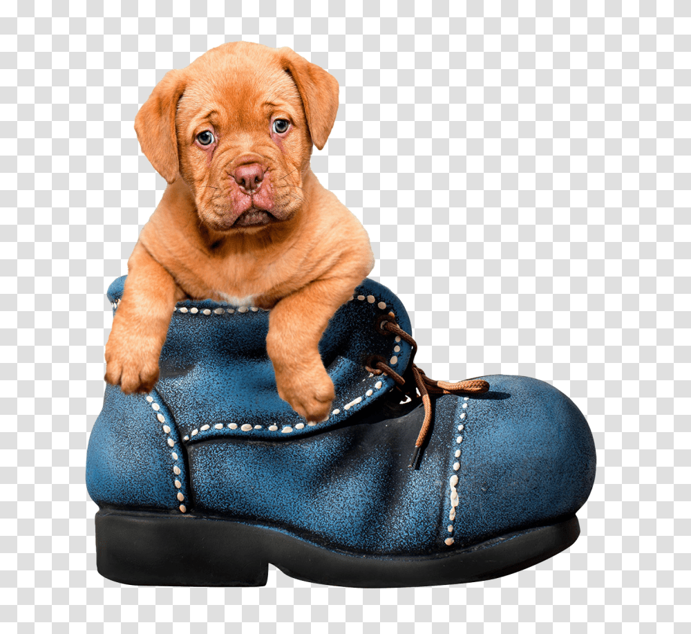 Images, Puppy Dog Image, Animals, Pet, Canine, Mammal Transparent Png