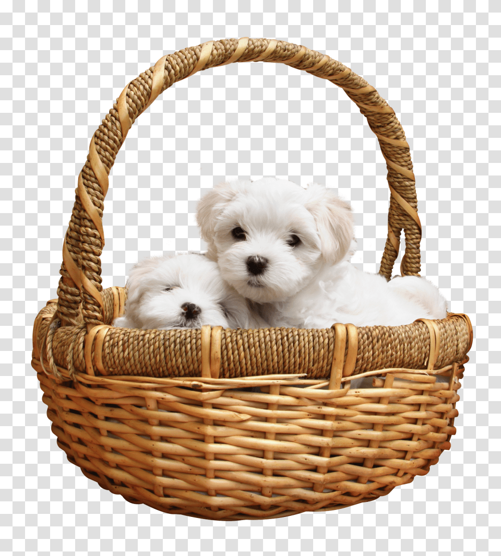 Images, Puppy Image, Animals, Basket, Chair, Furniture Transparent Png