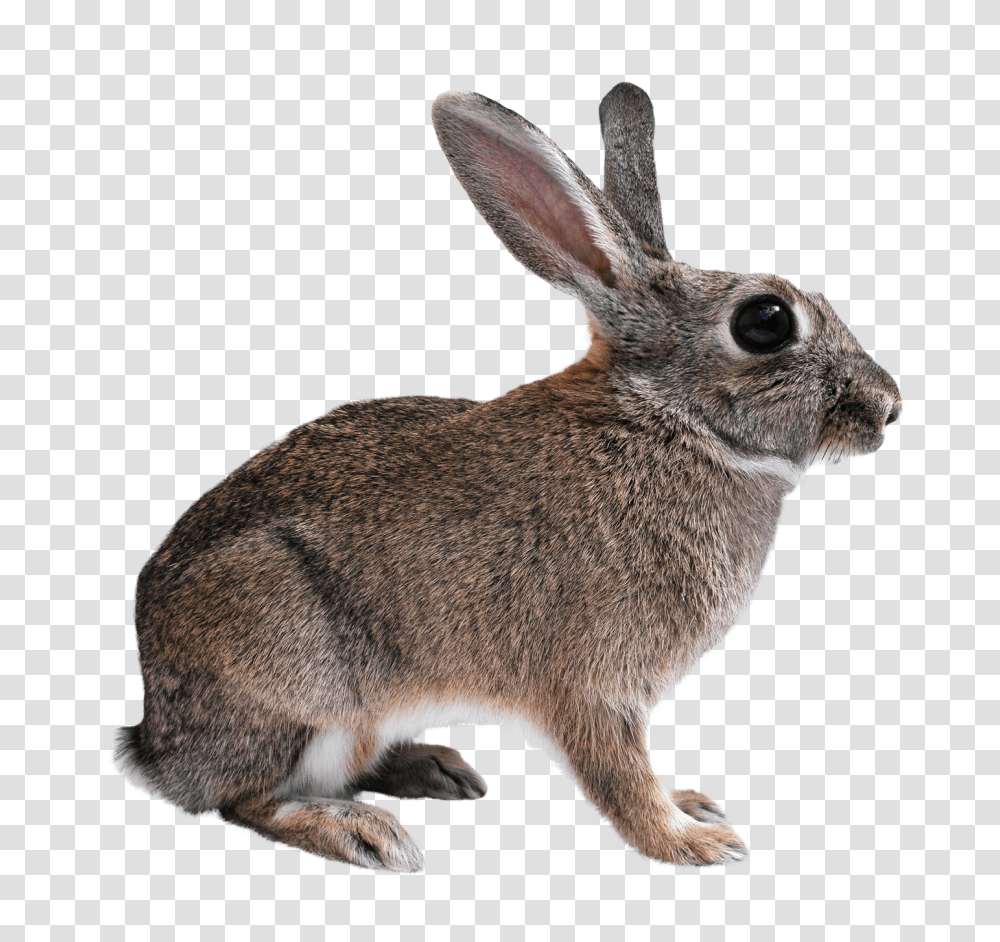 Images, Rabbit Image, Animals, Hare, Rodent, Mammal Transparent Png