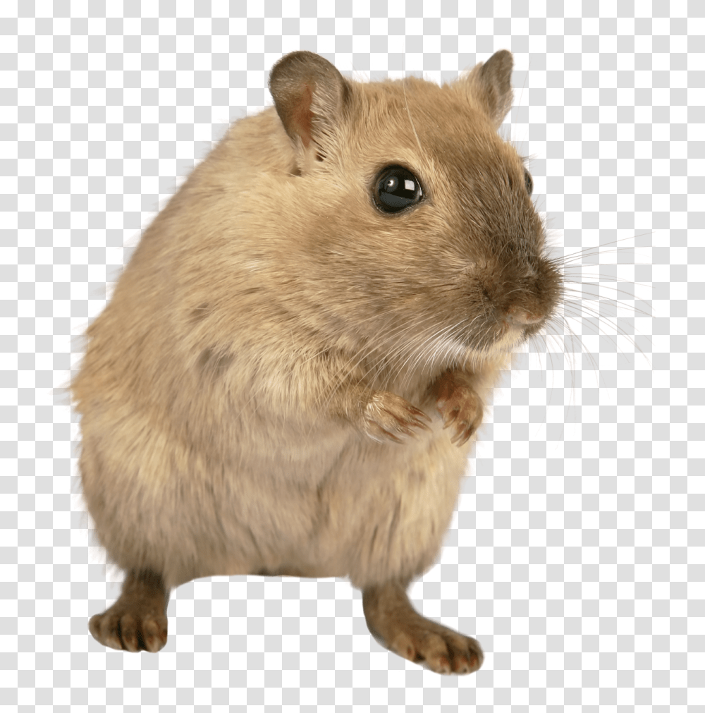 Images, Rat Mouse Image, Animals, Rodent, Mammal, Hamster Transparent Png