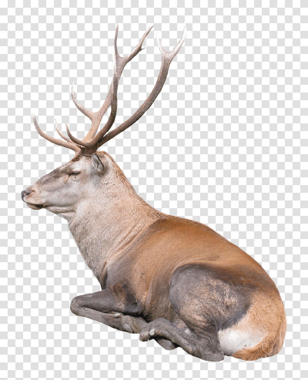 Images, Reindeer Image, Animals, Elk, Wildlife, Mammal Transparent Png