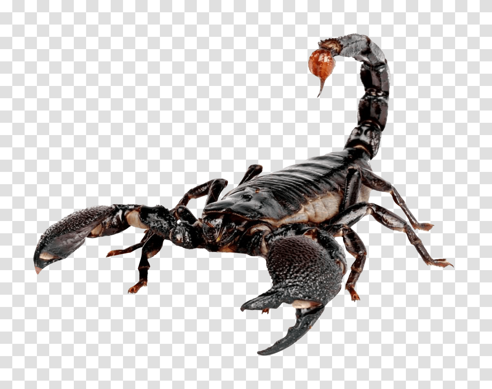 Images, Scorpion Image, Animals, Invertebrate, Bird Transparent Png